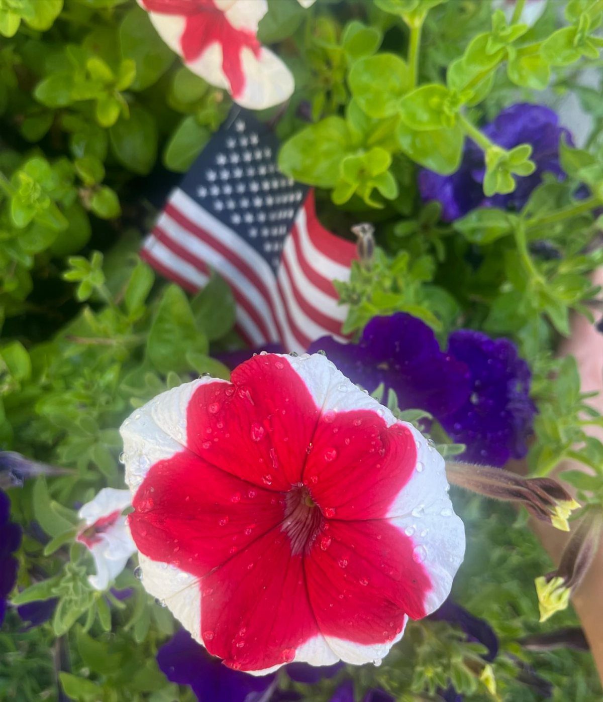 Red, white, and purple petunias with a small American flag in a planter.