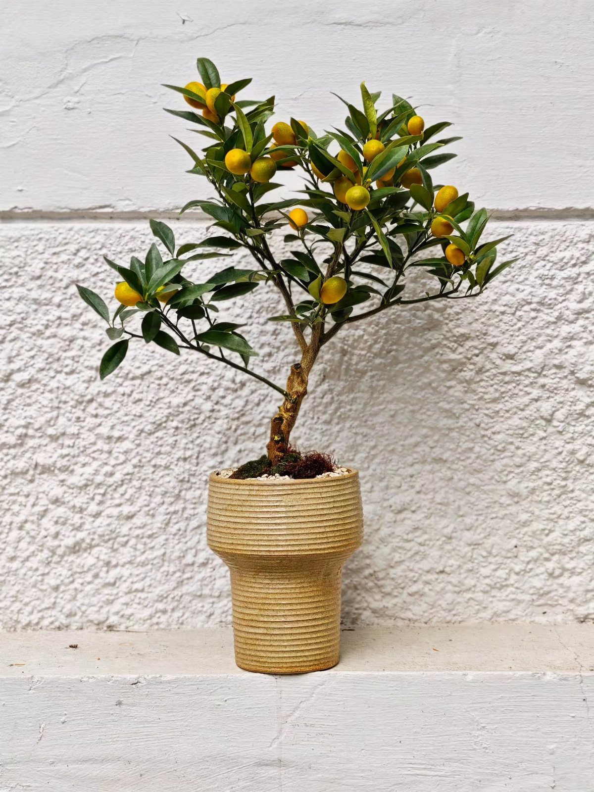 Small kumquat tree with orange fruits in a woven pot against white wall
