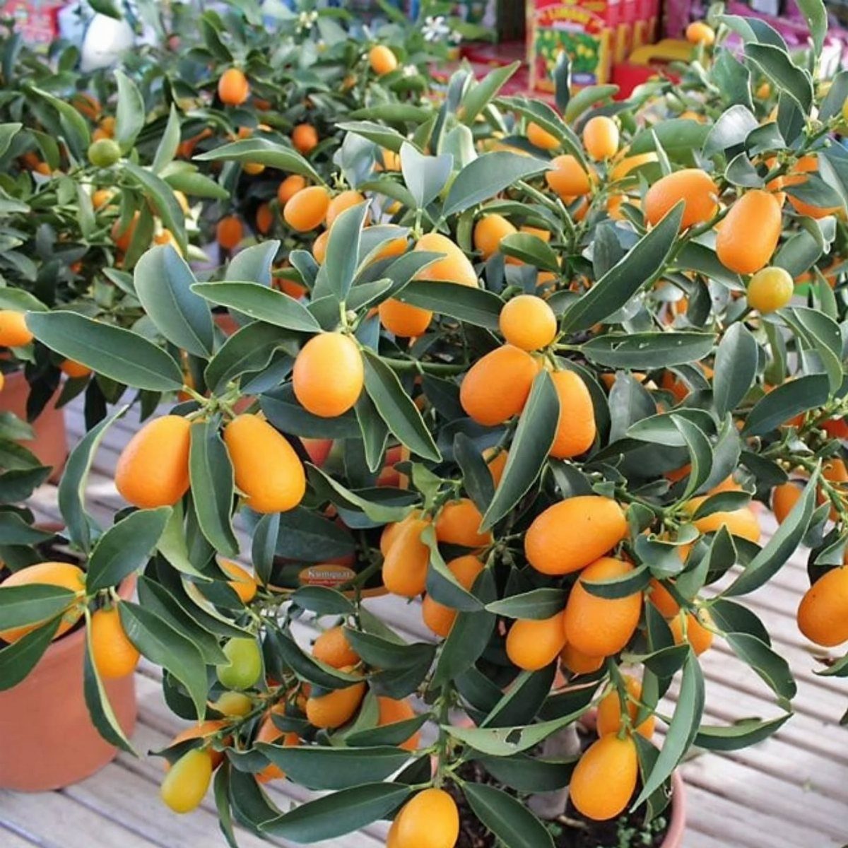 Potted kumquat trees with bright orange fruits and green leaves on wooden decking