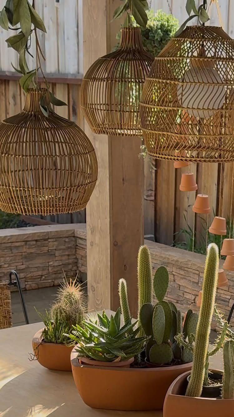 Cacti and succulents in terracotta pots on a table under woven wicker lamps.