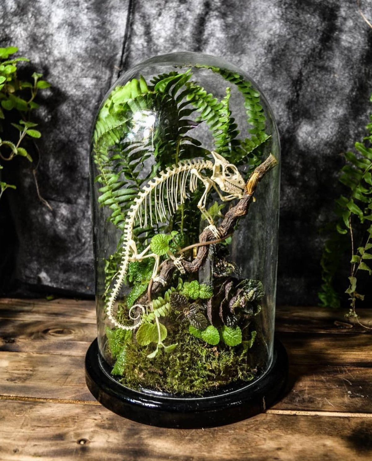 Glass cloche terrarium with green ferns and a small animal skeleton on a branch
